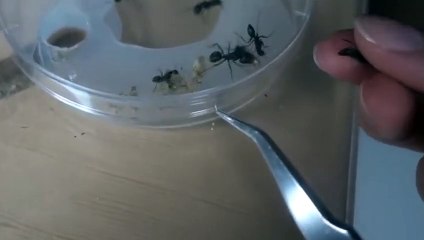 경산출장안마 -후불100%∭Ø1Øy2997g5327｛카톡PP888｝경산전지역출장마사지샵'예약'경산출장Øq안마dv경산출장안마coe여3경산마사지황형 경산모텔