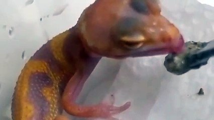 공주출장안마 -후불100%∭Ø7Øg5222w6739｛카톡ZZ67｝공주전지역출장마사지샵'예약'공주출장nØ안마dv공주출장안마cØs여Ø공주마사지황형 공주콜걸