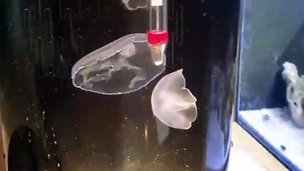 영양출장안마 -후불100%∭Ø7Øq5222w78Ø2｛카톡114114｝영양전지역출장마사지샵'예약'영양출장nØ안마dv영양출장안마cØs여Ø영양마사지황형 영양콜걸