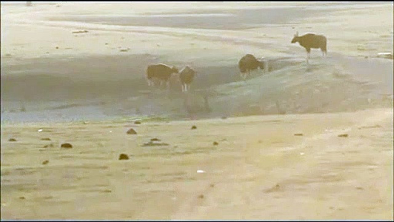 Tigre vs Gaur
