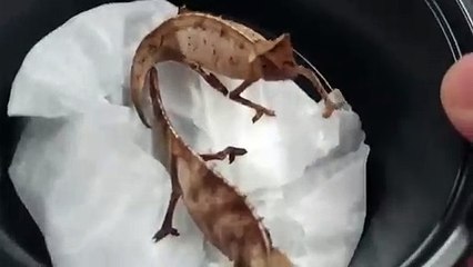 구리출장안마 -후불100%∭Ø7Øn8782v38ØØ｛카톡FK88｝구리전지역출장마사지샵'예약'구리출장nØ안마dv구리출장안마cØs여Ø구리마사지황형 구리콜걸