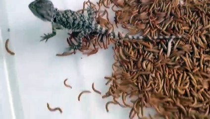 고창출장안마 -후불100%∭Ø1Øw2997d5327｛카톡DDR88}고창전지역출장마사지샵'예약'고창출장nq안마Øv고창출장안마cos여3고창마사지황형 고창오피걸