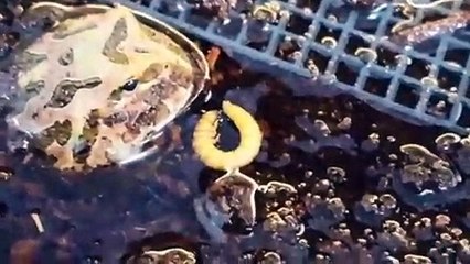 양평출장안마 -후불100%∭Ø7Øg7733w9649｛카톡XPF889｝양평전지역출장마사지샵'예약'양평출장Øq안마dv양평출장안마coe여3양평마사지황형 양평모텔