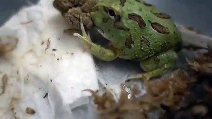 상록출장안마 -후불100%∭Ø7Øt7575vØØ69｛카톡GD825｝상록전지역출장마사지샵'예약'상록출장nq안마Øv상록출장안마cos여3상록마사지황형 상록오피걸