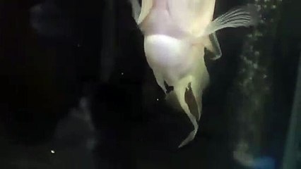 경기출장안마 -후불100%∭Ø7Øp7575aØØ54｛카톡RD654}경기전지역출장마사지샵'예약'경기출장nØ안마dv경기출장안마cØs여Ø경기마사지황형 경기콜걸