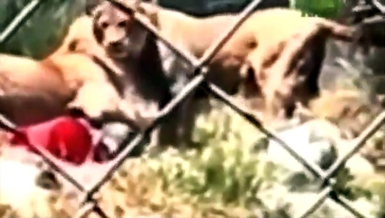 When Zoo Animals Attack Compilation part 2