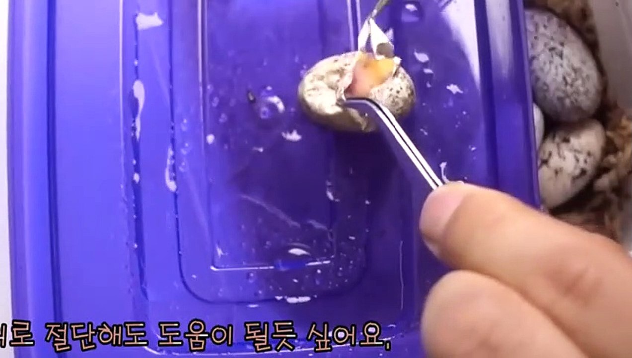 진도출장안마 -후불100%∭Ø7Øg7733w9649｛카톡XPF889｝진도전지역출장마사지샵'예약'진도출장nØ안마dv진도출장안마cØs여Ø진도마사지황형 진도만남