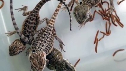 태안출장안마 -후불100%∭Ø7Øq5222w78Ø2｛카톡114114｝태안전지역출장마사지샵'예약'태안출장nØ안마dv태안출장안마cØs여Ø태안마사지황형 태안만남