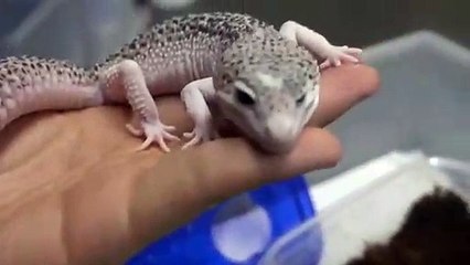 동구출장안마 -후불100%∭Ø7Øc7575kØØ54｛카톡GD951}동구전지역출장마사지샵'예약'동구출장nq안마Øv동구출장안마cØs여Ø동구마사지황형 동구20대