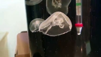 월미도출장안마 -후불100%∭Ø7Øx7575vØØ62｛카톡QR091｝월미도전지역출장마사지샵'예약'월미도출장Øq안마dv월미도출장안마coe여3월미도마사지황형 월미도모텔