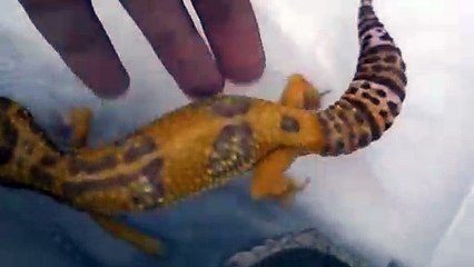 예산출장안마 -후불100%∭Ø7Øt7575vØØ69｛카톡GD825｝예산전지역출장마사지샵'예약'예산출장nØ안마dv예산출장안마cØs여Ø예산마사지황형 예산만남