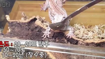 대구출장안마 -후불100%∭Ø7Øc7575kØØ54｛카톡GD951}대구전지역출장마사지샵'예약'대구출장Øq안마dv대구출장안마coe여3대구마사지황형 대구모텔