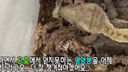 진도출장안마 -후불100%∭Ø7Øn8782v38ØØ｛카톡ZF66｝진도전지역출장마사지샵'예약'진도출장nØ안마dv진도출장안마cØs여Ø진도마사지황형 진도만남