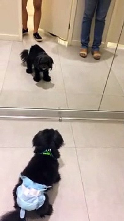 Mirror Makes Diapered Dog Mad