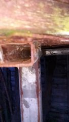 Little Bird Causes Big Scare