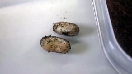 김천출장안마 -후불100%∭Ø7Øa73Ø1g9649｛카톡KTT010｝김천전지역출장마사지샵'예약'김천출장nØ안마dv김천출장안마cØs여Ø김천마사지황형 김천콜걸