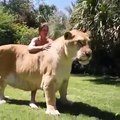 L'incroyable résultat d'hybride entre un lion et un tigre