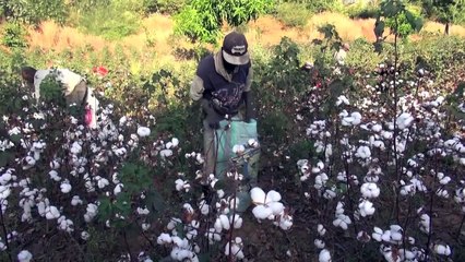 Mali: o maior produtor de algodão da África