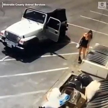 Les médias américains mobilisés pour tenter de retrouver cette femme qui a jeté 7 chiots vivants dans une poubelle