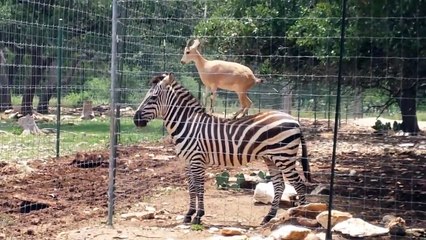 Funniest Pets & Animals of the Week- Funny Pet Videos