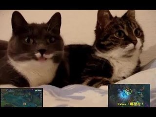 【嘤嘤嘤】配个锤子音第一期 两只猫看lck