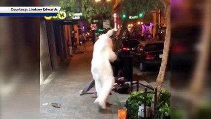 Un «lapin de Pâques» surpris en train de se battre en pleine rue en Floride