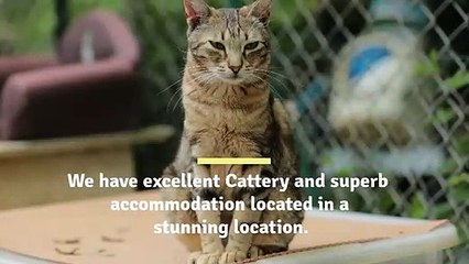 Looking for the best Cat Boarding near me?