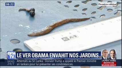 Venu du Brésil, l'indésirable ver "Obama" envahit les jardins un peu partout en France