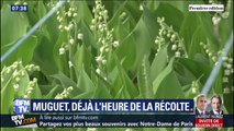 Une récolte du muguet précoce qui promet de belles fleurs pour le 1er mai