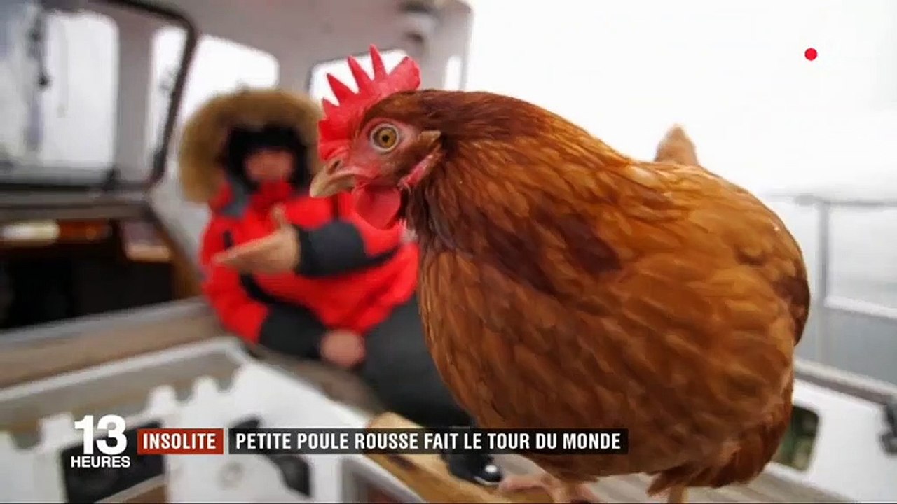 Insolite : Un marin breton fait le tour du monde avec... une poule pondeuse ! Regardez