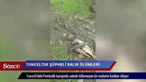 Tunceli'deki Pembelik barajında balık ölümleri