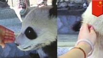 Wanita Cina minta maaf setelah fotonya dengan panda jadi viral - TomoNews