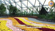 Cascade, forêt tropicale, dôme en verre : bienvenue dans le plus bel aéroport du monde !