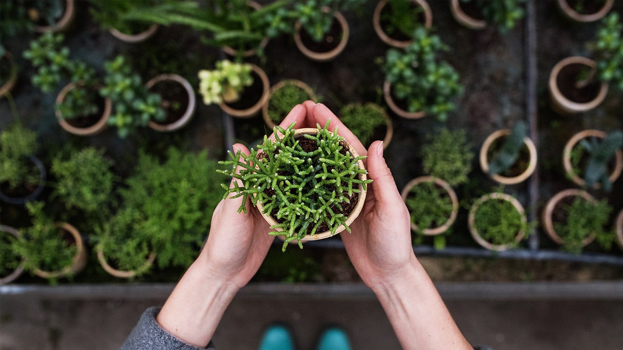 Important Tips for Beginning Gardeners!