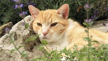 ¿Qué es y qué efectos tiene el catnip para gatos?