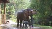 Battle to save wild Asian elephants in southwest China causes new tensions