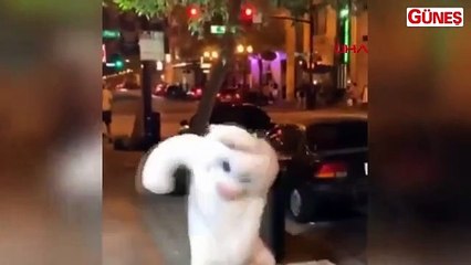 "Paskalya tavşanı" ayıramadığı kavgaya dahil oldu