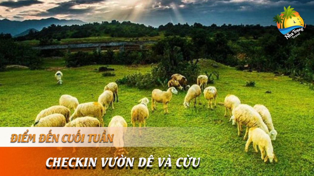 [ĐIỂM ĐẾN CUỐI TUẦN] - Mãn nhãn vườn cừu trắng , dê núi trên Đảo Khỉ | NHA TRANG TRAVEL