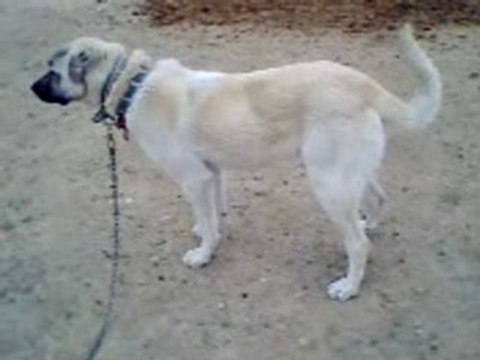 kangal kosker koyu (koksal)