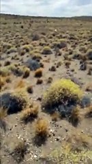 Man rescues wild fox with head stuck in milk carton