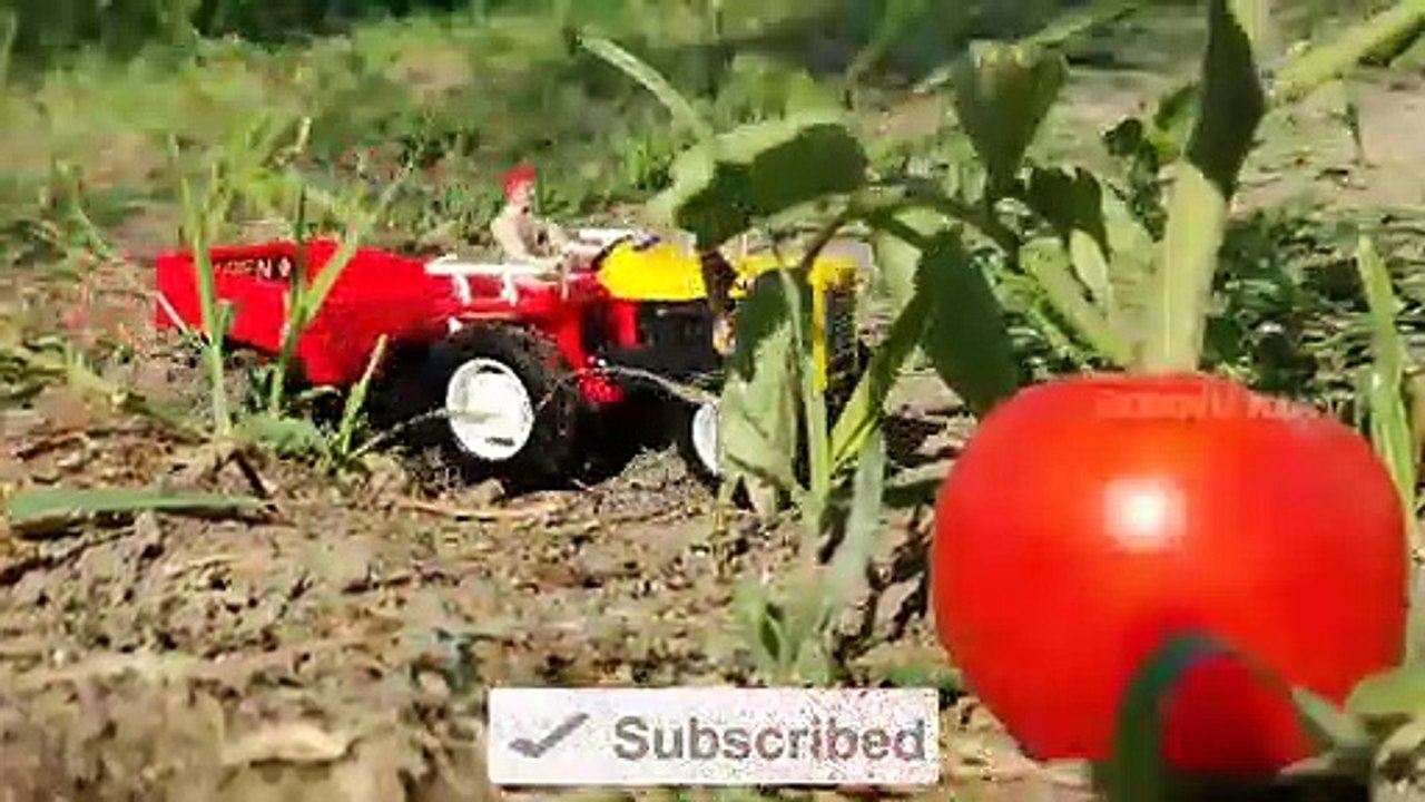 HMT Tractor with Tomato