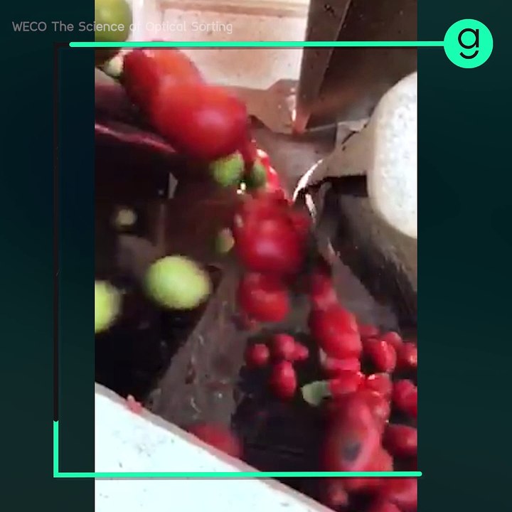 Tomatoek  - Sqare