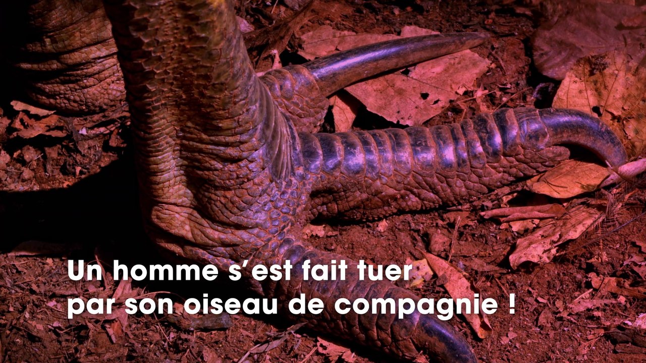 Un homme se fait tuer par son oiseau de compagnie, l’un des plus dangereux au monde