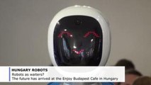 Robot waiters? In a cafe in Budapest androids are serving the orders