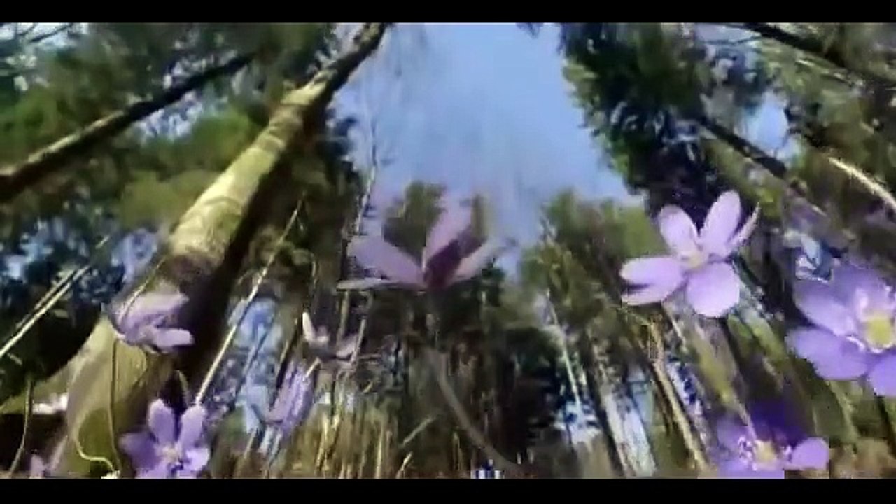 Le Grand Aigle, Le Seigneur Du Ciel [Documentaire Animalier]