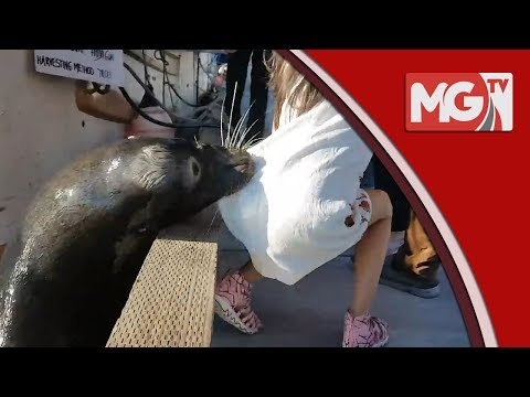 Detik Cemas Singa Laut Menganas