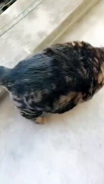 Fat boy