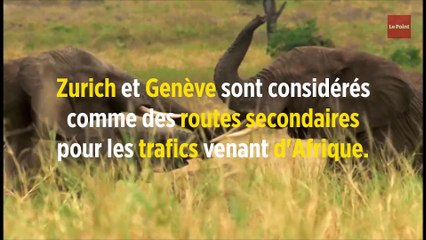 La Suisse laisse s'échapper de gros trafiquants d'ivoire