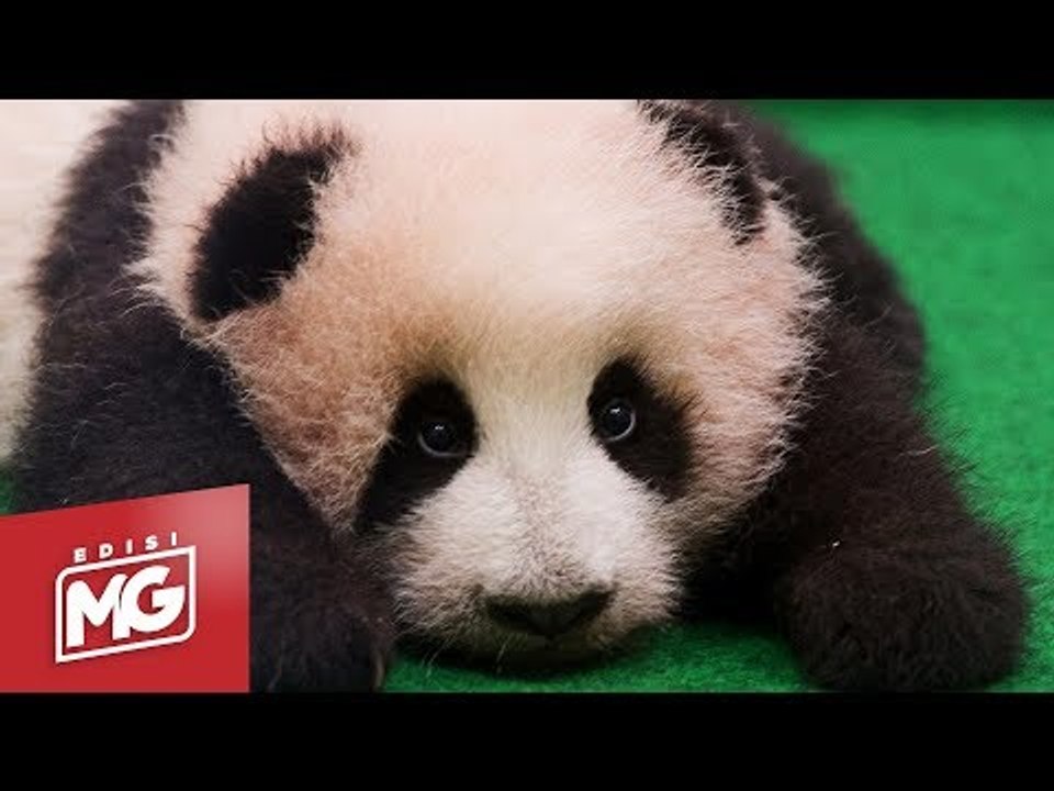 Nuan Nuan Tinggalkan Malaysia | Edisi MG