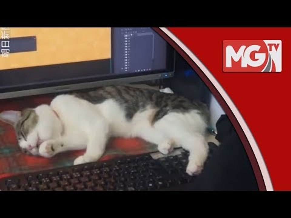 Kucing Di Pejabat Untuk Hilangkan Stress